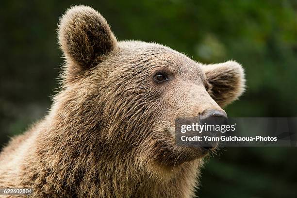 brown bear,ursus arctos,pyrenees animal park, argelès-gazost, hautes pyrenees, midi pyrenees, france - hautes pyrenees stock pictures, royalty-free photos & images