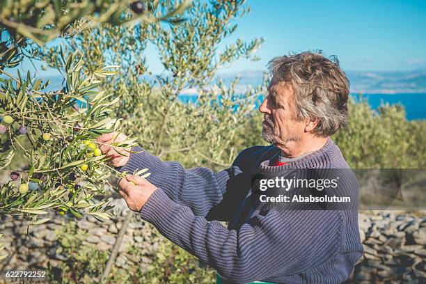 senior man harvesting olives in brac, croatia, europe - brac croatia stock pictures, royalty-free photos & images