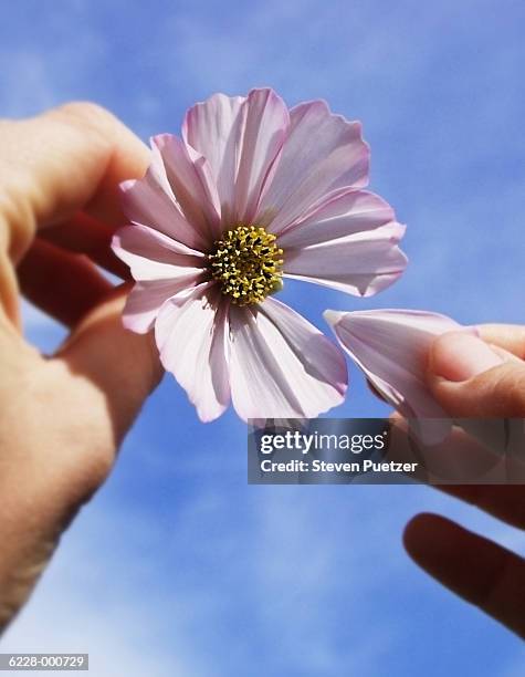 woman picking flower petal - 花びら占い ストックフォトと画像