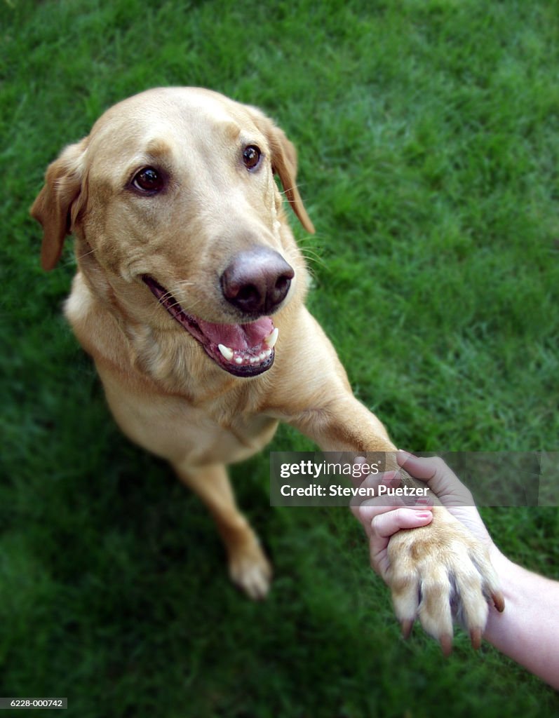 Dog Shaking Hands