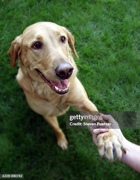 dog shaking hands - human hand pet paw stock pictures, royalty-free photos & images