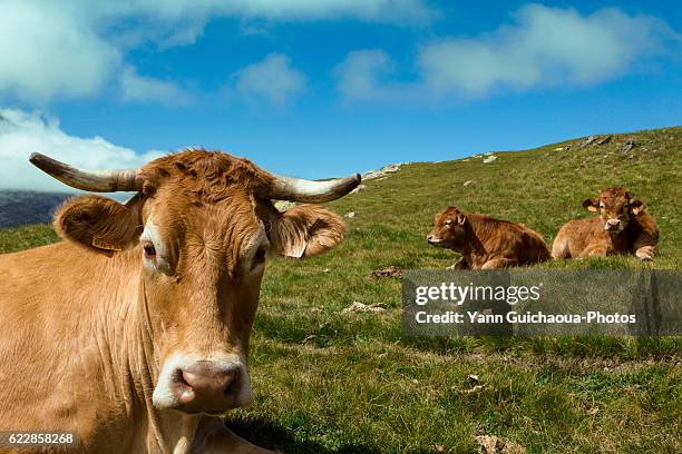 cirque de troumouse, hautes pyrenees, midi pyrenees, france - hautes pyrenees stock pictures, royalty-free photos & images