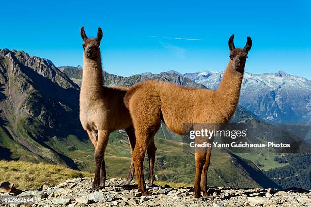 llamas, col du tourmalet, hautes pyrennes, france - llama stock pictures, royalty-free photos & images