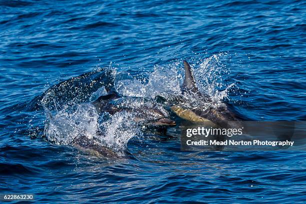 Bottlenose dolphins were hanging around Jervis Bay during the Adventure Race World Championship on November 10, 2016 in Ulladulla, Australia.