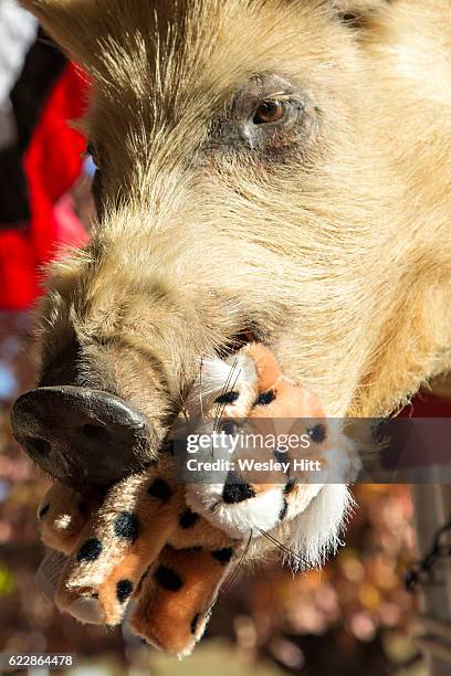 Stuffed Razorback 81 Razorback Hogs Stock Photos, High-Res Pictures, and Images - Getty ...