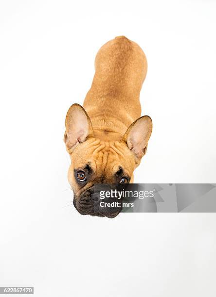 french bulldog - dog overhead view stock pictures, royalty-free photos & images