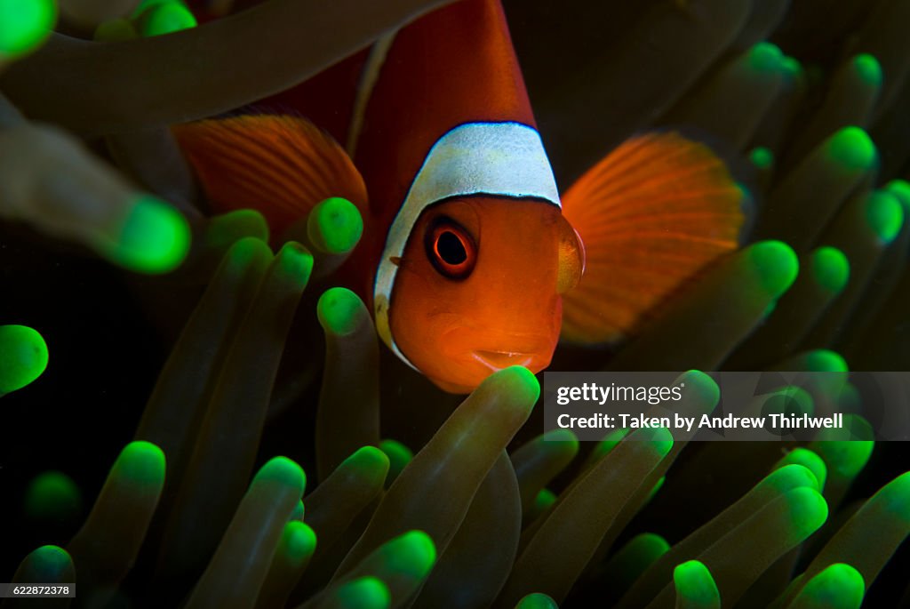 Clown Fish on Green Anemone