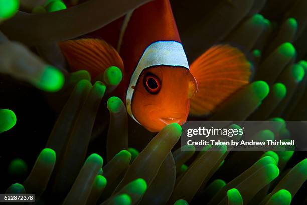 clown fish on green anemone - national geographic society - fotografias e filmes do acervo
