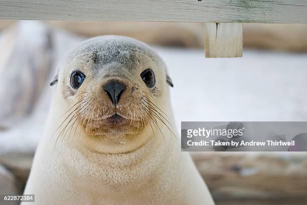 seal pup - seehundjunges stock-fotos und bilder