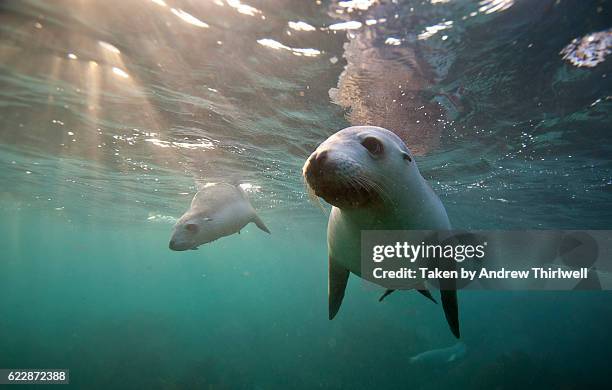 two baby sea lions - national geographic society stock-fotos und bilder