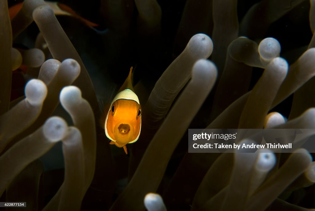 Clownfish with Cymothoa parasite