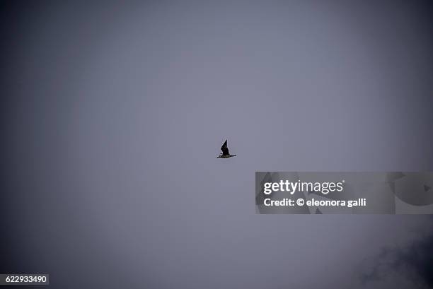 seagull - gabbiano stock pictures, royalty-free photos & images