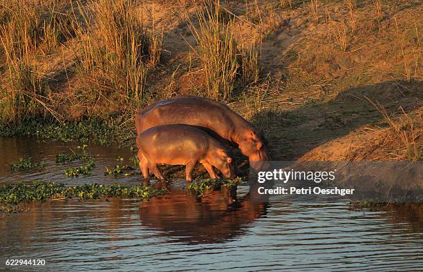 thirsty hippos. - baby hippo stock pictures, royalty-free photos & images