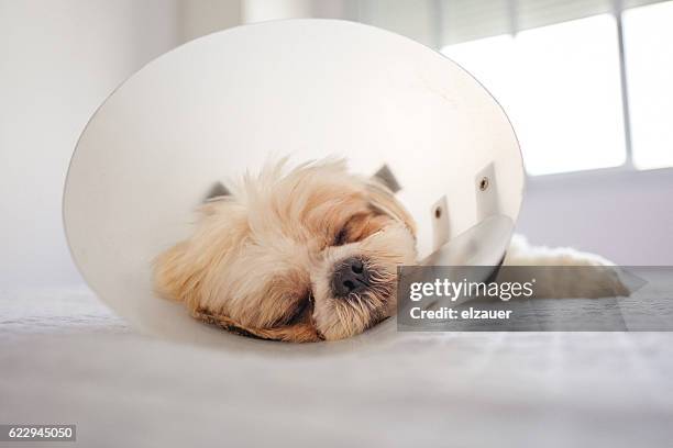 dog in protective cone - hondenkraag stockfoto's en -beelden