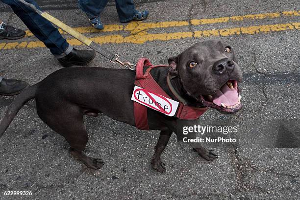 Dog walks in anti-Trump protest in Los Angeles, California on November 12, 2016.