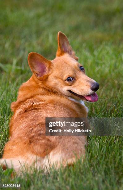 corgi in grass - pembroke welsh corgi puppy foto e immagini stock