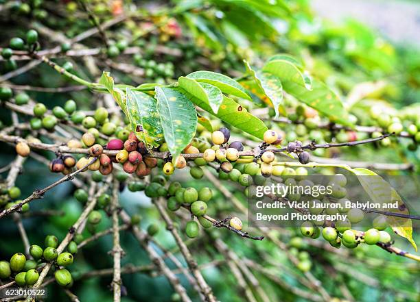 coffee beans being grown at ngiresi in tanzania - arusha region stock pictures, royalty-free photos & images