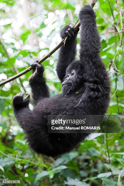 mountain gorilla - mountain gorilla foto e immagini stock