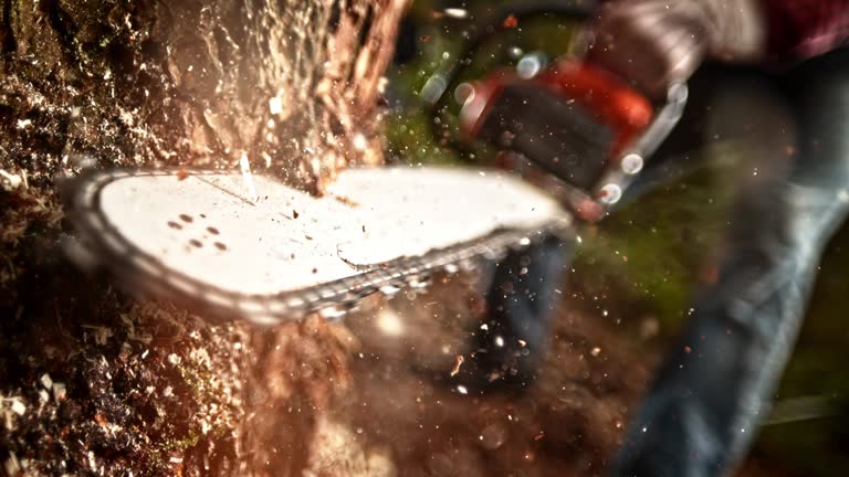 https://media.gettyimages.com/id/623028804/video/rotating-sawchain-on-a-guide-bar-cutting-into-a-tree.jpg?b=1&s=640x640&k=20&c=4628AG4IvN9yF7AXFb0W4AL-bPhB26ZsbDszTrjszP0=