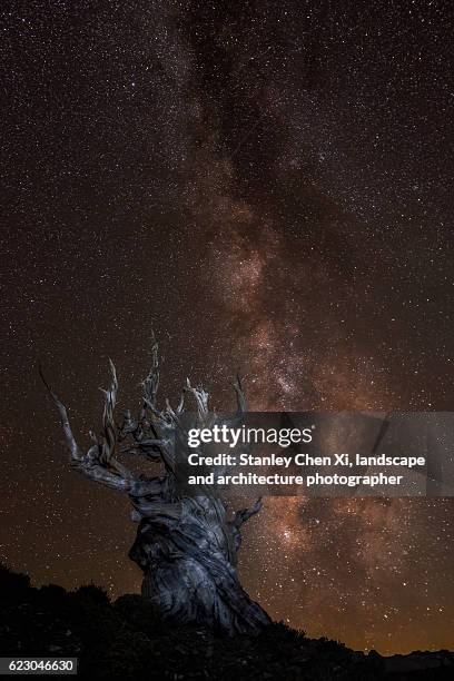 bristlecone pine night sky - great basin stockfoto's en -beelden