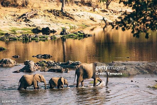 wildlife elephants in tanzania. - tanzania imagens e fotografias de stock