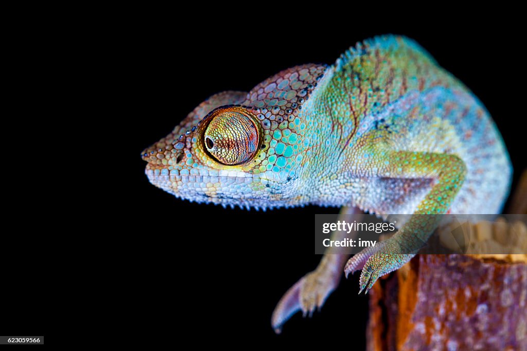 Pantherchamäleon (Furcifer pardalis)