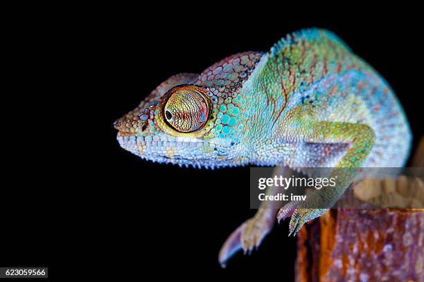 pantherchamäleon (furcifer pardalis) - chamäleon stock-fotos und bilder