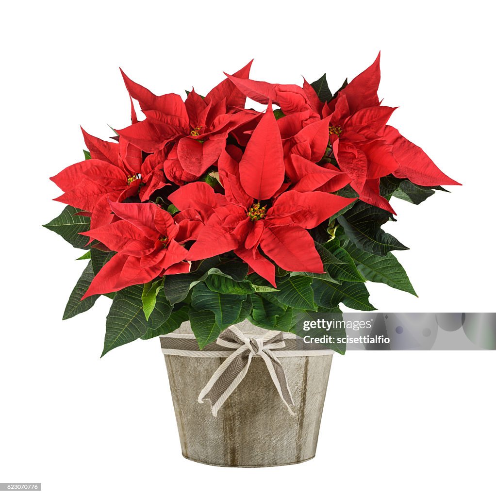 Poinsettia plant