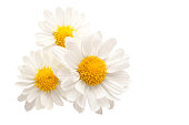 Three flowers isolated against white