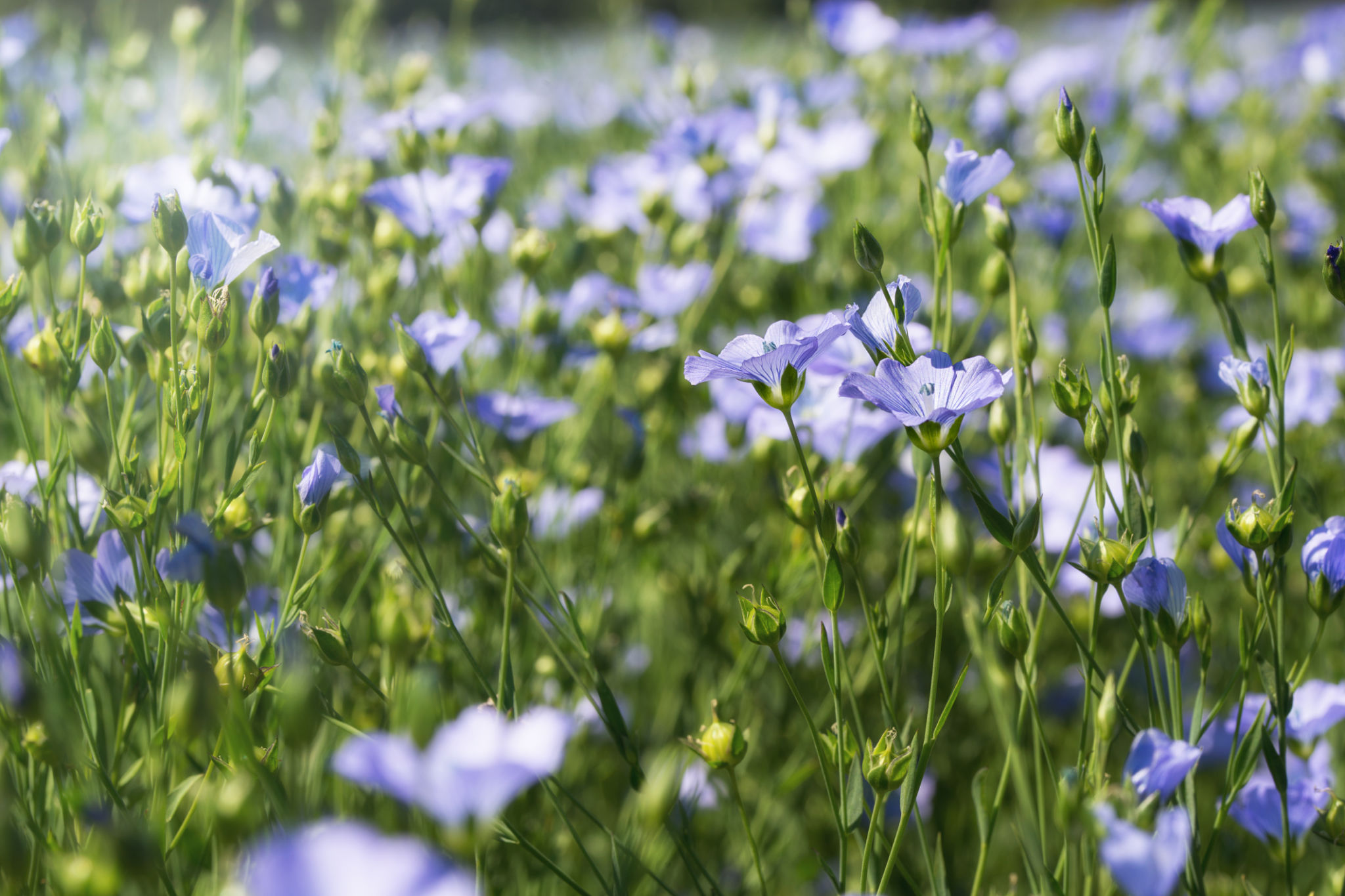 flax plant