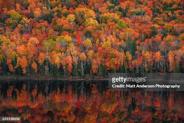 lake of the clouds fall color reflections #1 - maple tree stock pictures, royalty-free photos & images