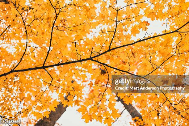 fall foliage in peak color in the upper forest canopy. - tree canopy pattern fotografías e imágenes de stock