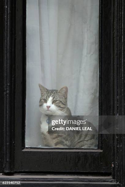 Cat named 'James' looks out of the window of the Ecuadorian Embassy in London on November 14, 2016 where WikiLeaks founder Julian Assange was being...