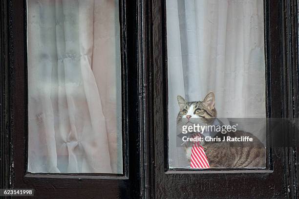 Cat wearing a striped tie and white collar looks out of the window of the Embassy of Ecuador as Swedish prosecutors question Wikileaks founder Julian...