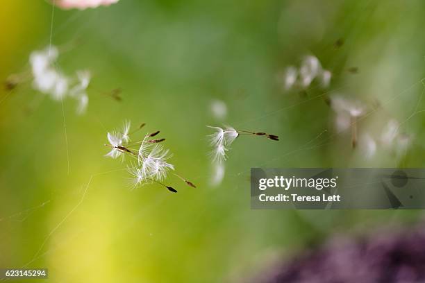 fuzzy dandelion seeds in a spider web - hooikoorts stockfoto's en -beelden