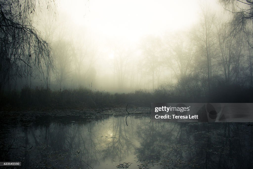 Swamp with fog