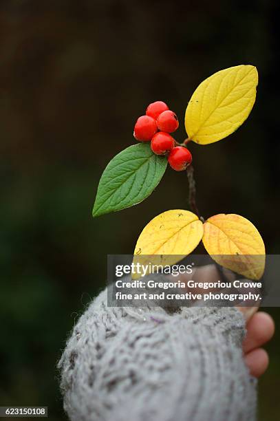 autumn berries - gregoria gregoriou crowe fine art and creative photography stock pictures, royalty-free photos & images