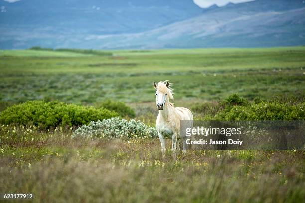 icelandic horse in a beautifull field - white horse 個照片及圖片檔