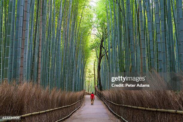 man walking down a path in japanese bamboo forest - bambusnår bildbanksfoton och bilder