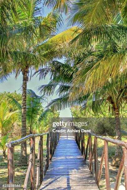 tropical walkway - varadero, cuba - varadero beach stock-fotos und bilder