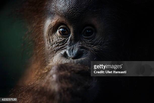 Sumatran orangutan at Sumatran Orangutan Conservation Programme's rehabilitation center on November 10, 2016 in Kuta Mbelin, North Sumatra,...