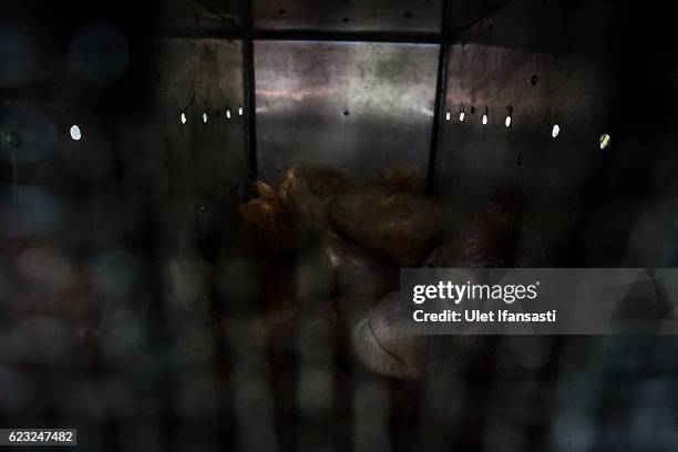 Sumatran orangutan is seen inside a cage as being prepared to be released into the wild at Sumatran Orangutan Conservation Programme's rehabilitation...