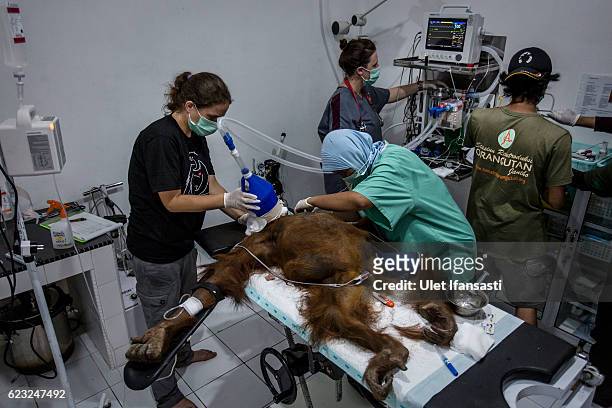 Veterinarians of Sumatran Orangutan Conservation Programme, surgery on an sumatran orangutan who suffers from injury at Sumatran Orangutan...