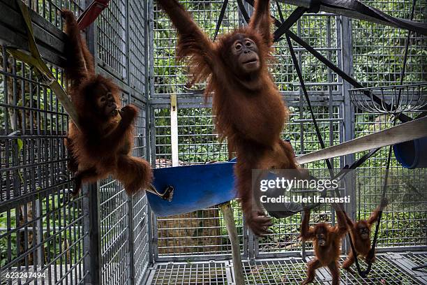 Sumatran orangutans is seen inside a cage at Sumatran Orangutan Conservation Programme's rehabilitation center on November 10, 2016 in Kuta Mbelin,...