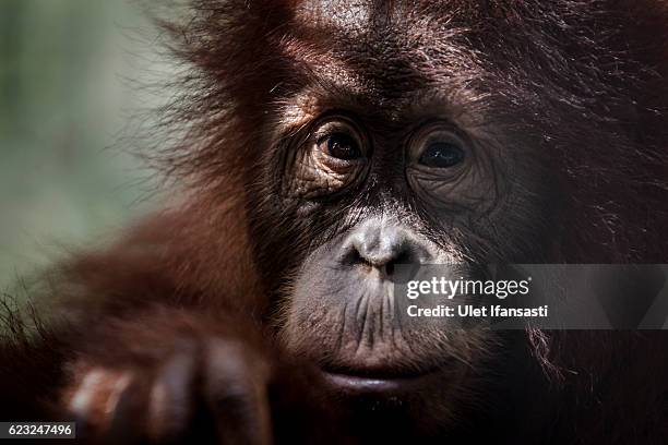 Sumatran orangutan is seen inside a cage at Sumatran Orangutan Conservation Programme's rehabilitation center on November 11, 2016 in Kuta Mbelin,...