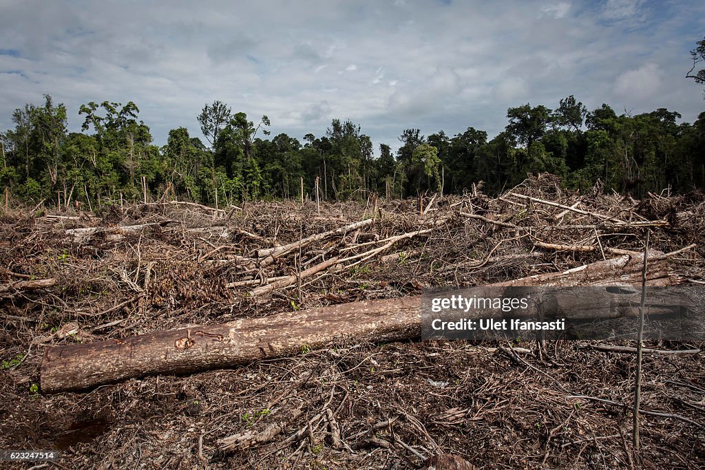 Indonesia's Orangutans Battle With Deforestation