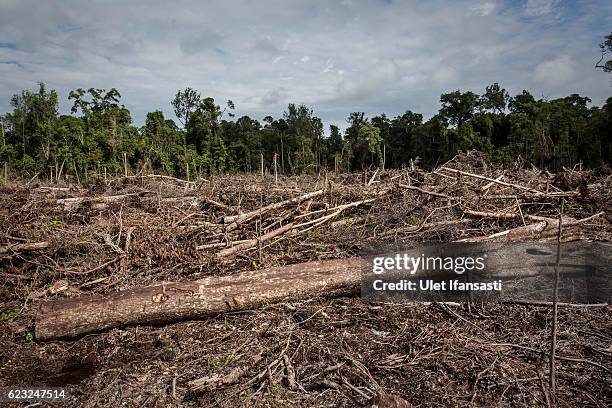 View of recently land clearing for palm oil plantation of the peatland forest inside Singkil peat swamp Leuser ecosystem, habitat of Sumatran...