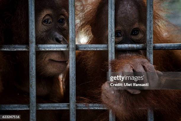 Sumatran orangutans is seen inside a cage at Sumatran Orangutan Conservation Programme's rehabilitation center on November 10, 2016 in Kuta Mbelin,...