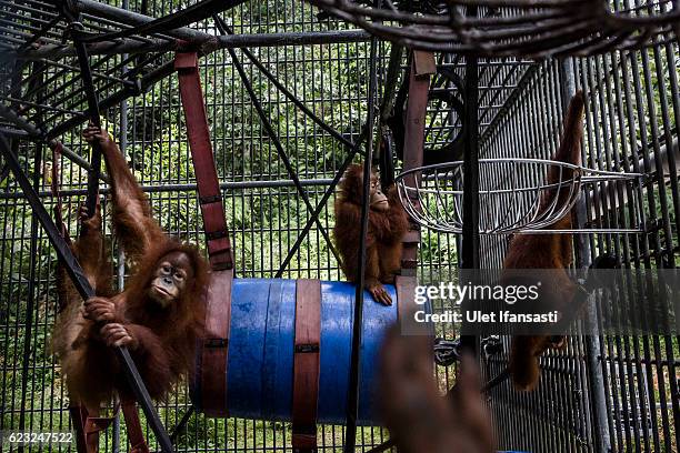 Sumatran Orangutan Conservation Programme Photos and Premium High Res