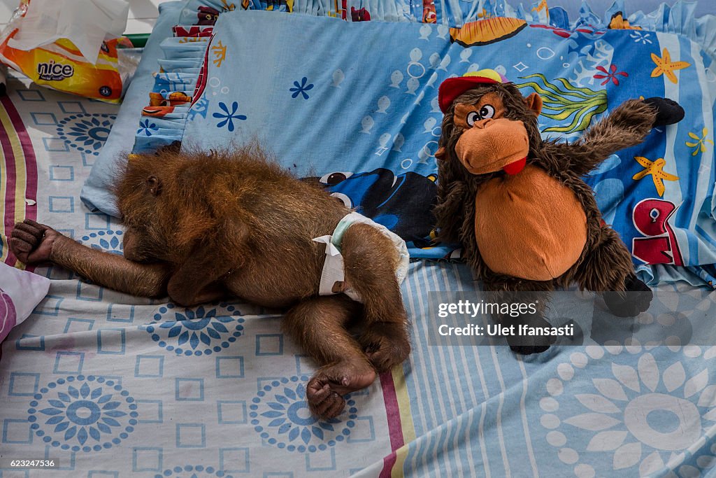 Indonesia's Orangutans Battle With Deforestation